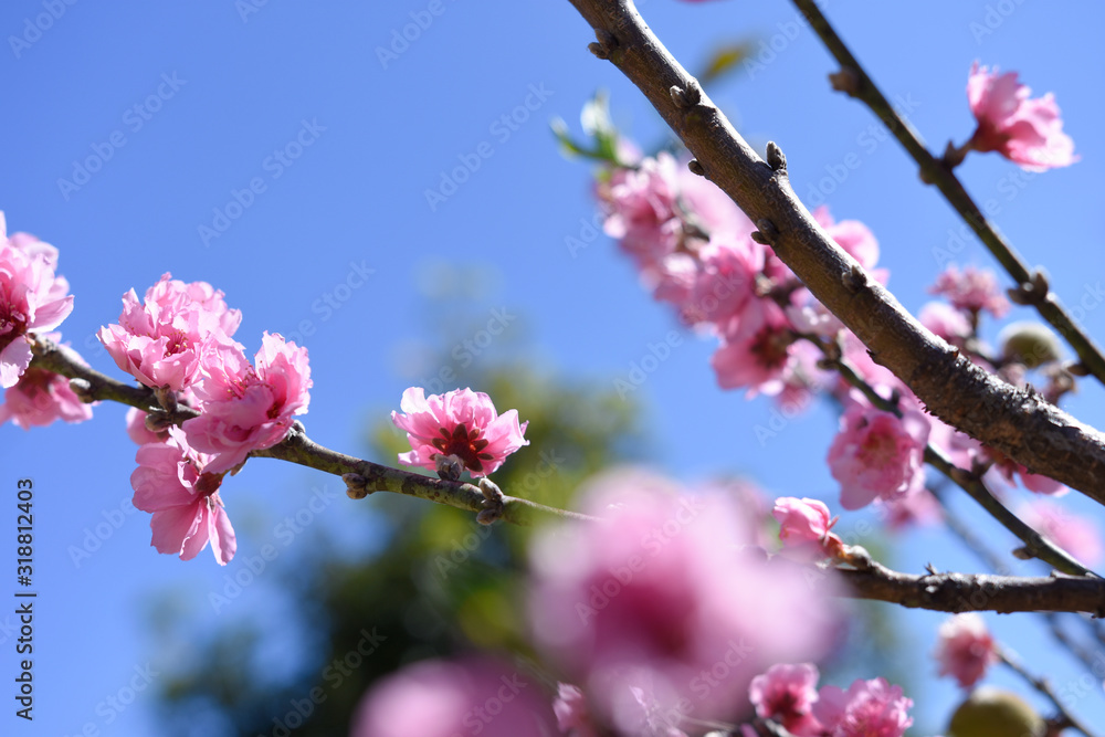 moment of beautiful peach tree over day light in winter season. moment of beautiful peach tree over day light in winter season.