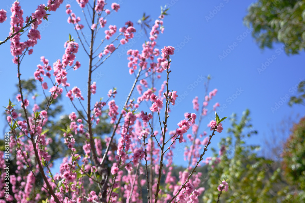 moment of beautiful peach tree over day light in winter season. moment of beautiful peach tree over day light in winter season.