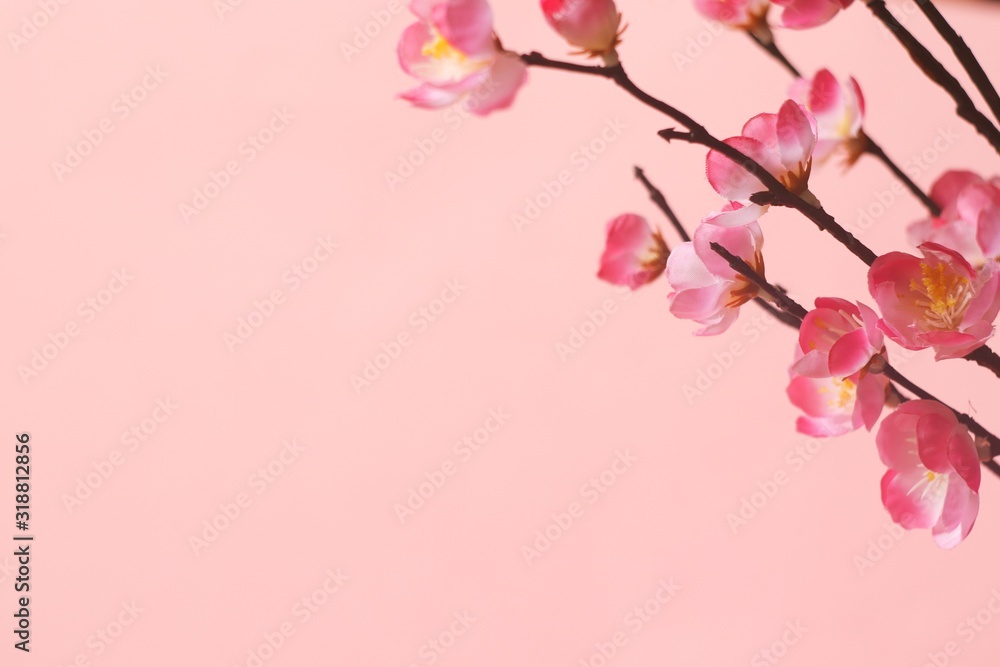 Beauty photo. Cherry blossom branch