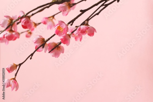 Beauty photo. Gently pink cherry flowers