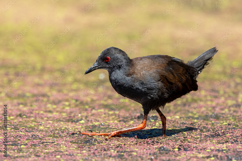 Spotless Crake in New Zealand Spotless Crake in New Zealand