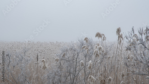 Winter landscape. Fog in reed thickets.