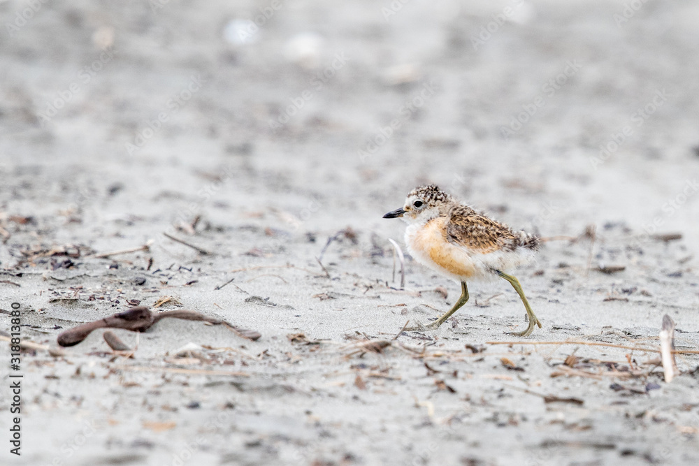 Endemic Dotterel of New Zealand Endemic Dotterel of New Zealand