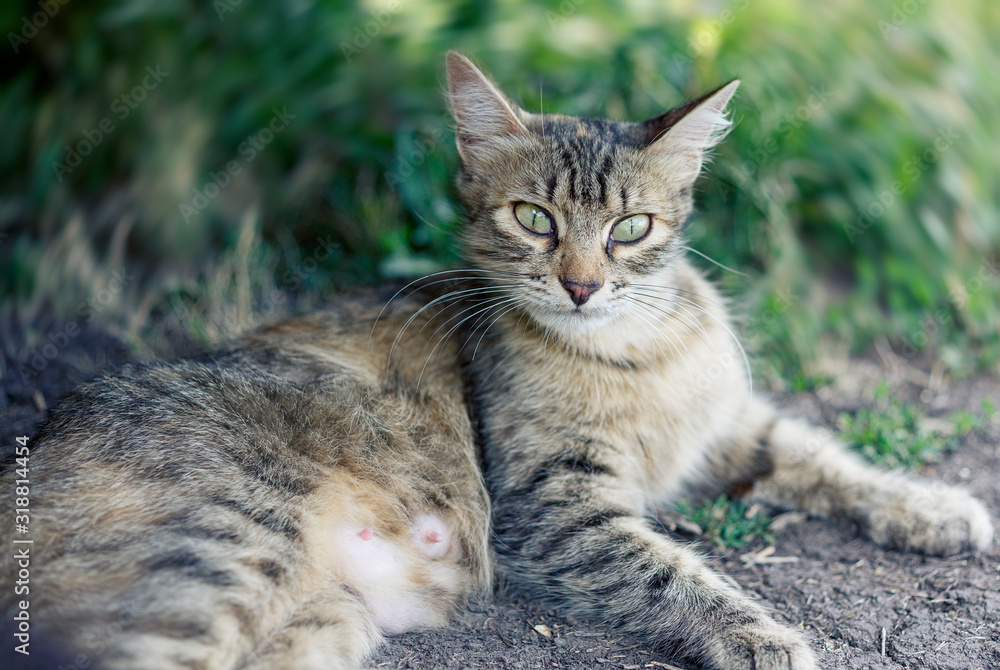 Fototapeta premium Beautiful cute cat with green eyes.