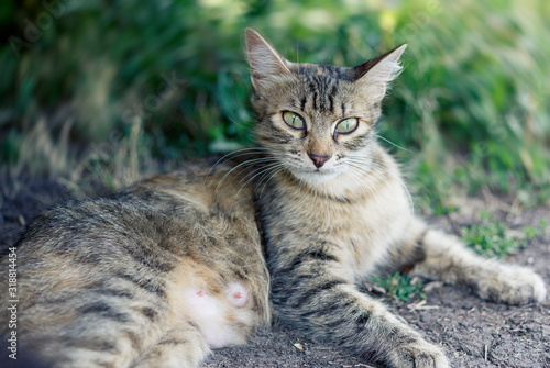 Beautiful cute cat with green eyes.