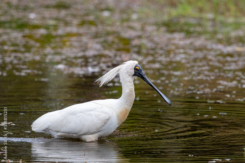 Royal Spoonbill in New Zealand Royal Spoonbill in New Zealand