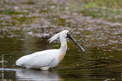Wallpaper Mural Royal Spoonbill in New Zealand Torontodigital.ca