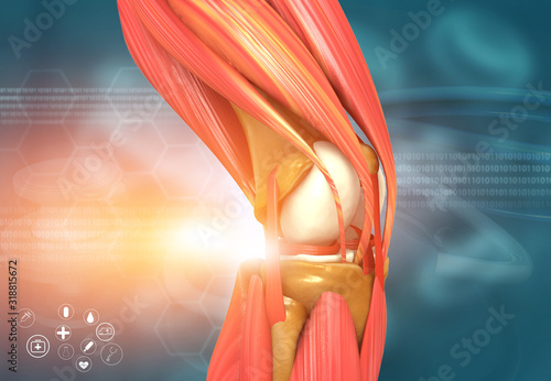 Bilde på lerret Human knee anatomy. 3d illustration.
