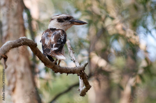 Kookaburra bird photo