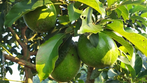 Avocado or alligator pear or avocado alligator fruits in tree hanging by hand on plantations photo