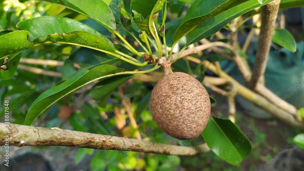 Sapote or sapodilla or manilkara zapota in a tree on plantation Sapote or sapodilla or manilkara zapota in a tree on plantation