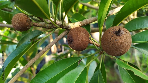 Sapote or sapodilla or manilkara zapota in a tree on plantation photo