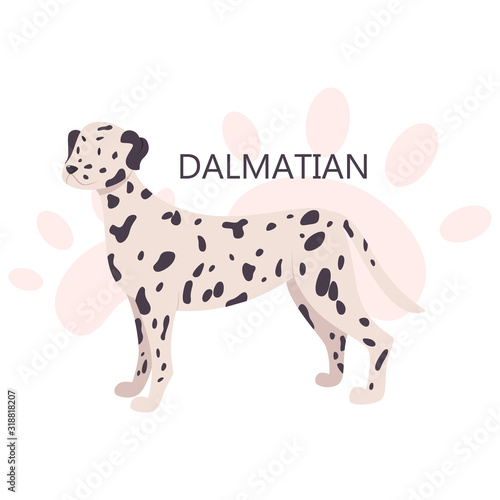 Dalmatian. Beautiful purebred dog. Cute funny domestic pet.
