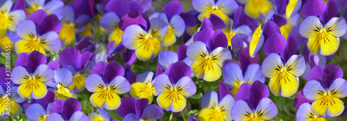 panoramic view on pretty purple and yellow flowers blooming in a flowerbed