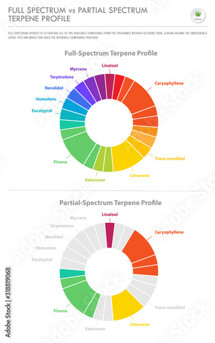 Full Specturm of the Cannabis Plant vertical business infographic illustration about cannabis as herbal alternative medicine and chemical therapy, healthcare and medical science vector.