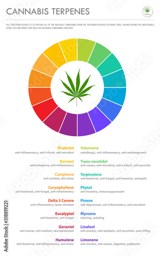 Cannabis Terpenes vertical business infographic illustration about cannabis as herbal alternative medicine and chemical therapy, healthcare and medical science vector.