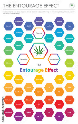 The Entourage Effect Overview vertical business infographic illustration about cannabis as herbal alternative medicine and chemical therapy, healthcare and medical science vector.