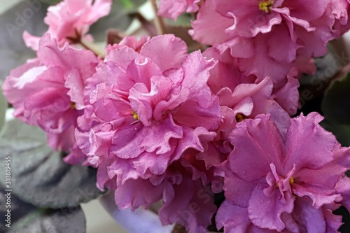 Beautiful Saintpaulia or Uzumbar violet. Pink indoor flowers close-up. Natural floral background.