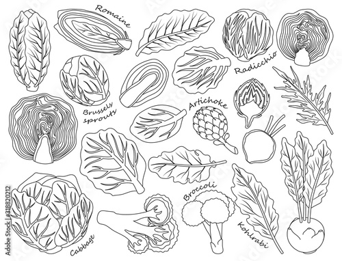 Cabbage of lettuce vector Outline,line set icon.Vector illustration set vegetable food. Isolated Outline,line icon cabbage of lettuce on white background .