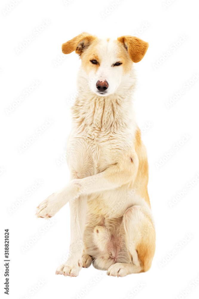 ginger dog named ginger sits on a white background