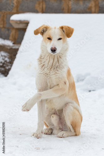 red dog sits on the snow
