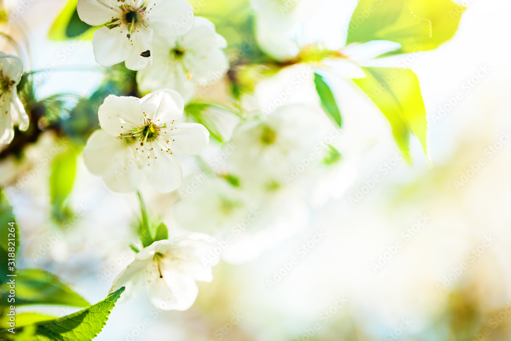 Obraz premium Pink flowers blooming peach tree at spring. Spring blooming, Abstract background. Banner. Selective focus.