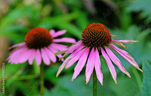 Echinacea Flowers