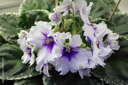 Beautiful Saintpaulia or Uzumbar violet. Pink indoor flowers close-up. Natural floral background. photo