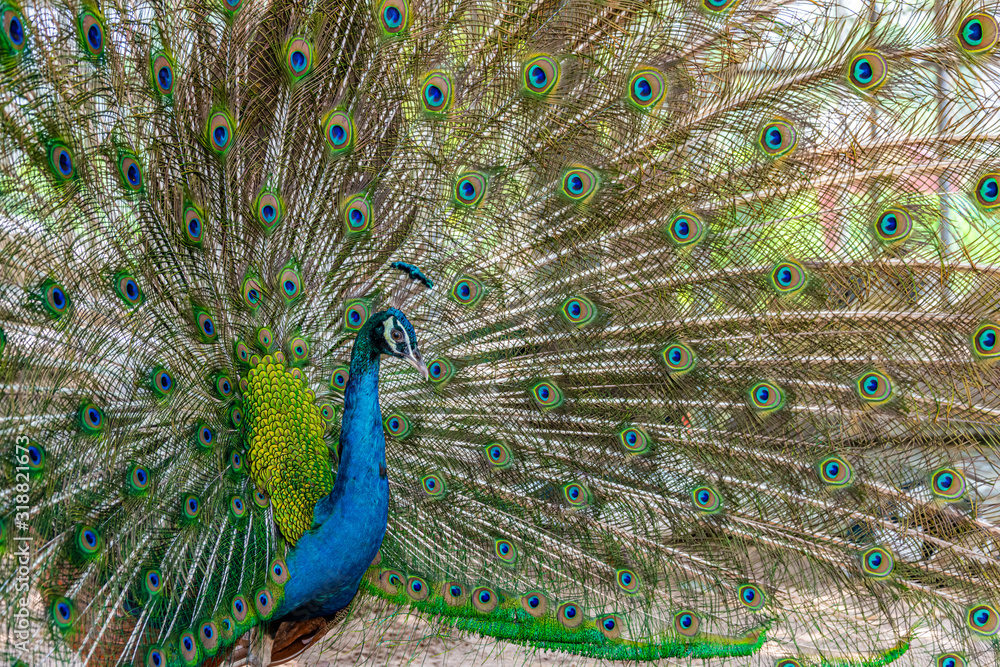 Obraz premium Peacock showing it beautiful feather