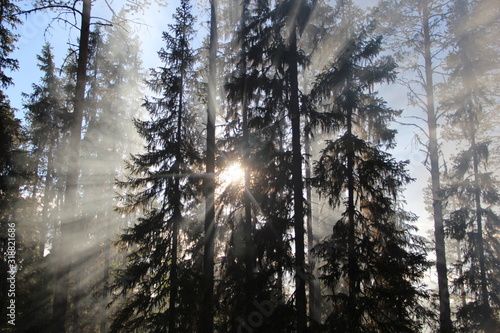the sun shines through the tall spruce trees