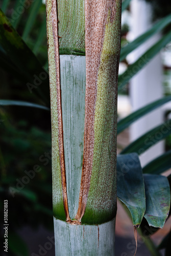 Close up view of the stem of Dypsis Pembana, a species of flowering plant in the family Arecaceae photo