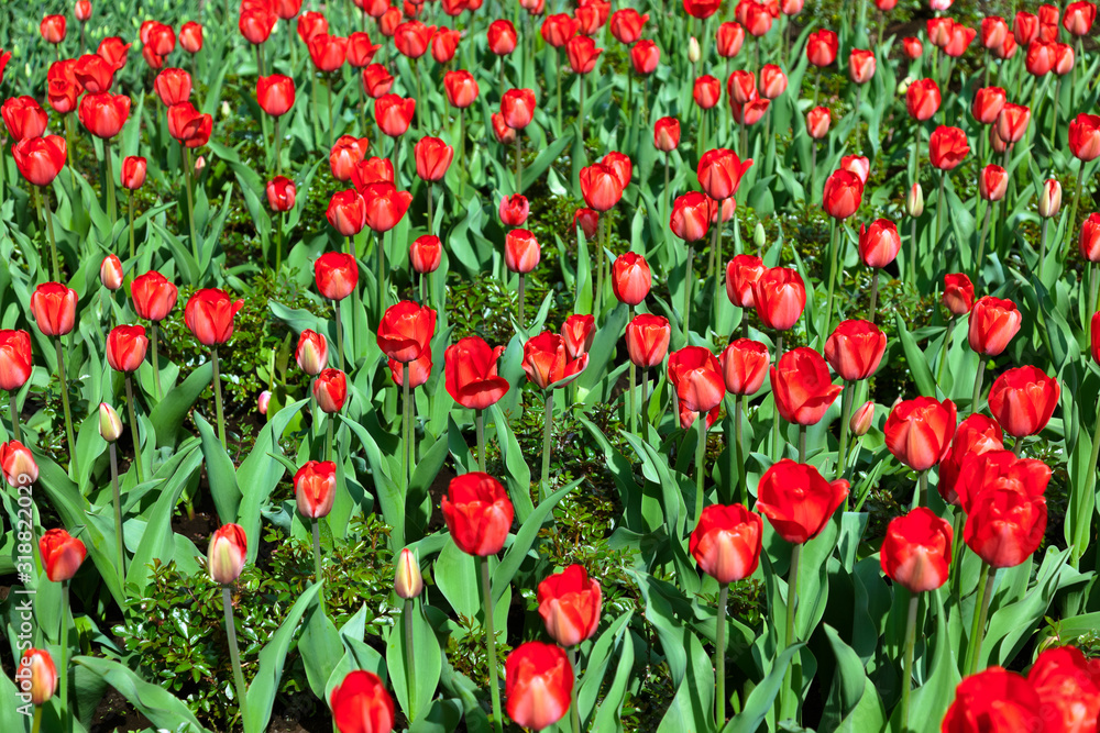 Flowers - nature background