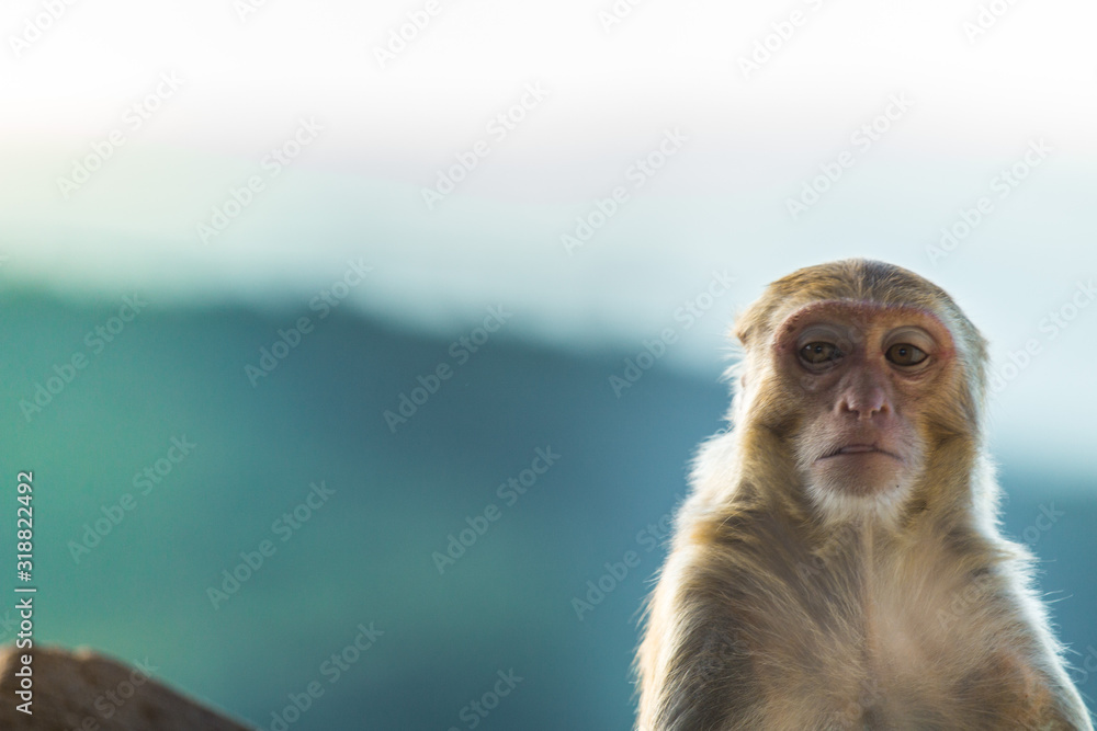 Naklejka premium adult, aggression, animal, animals, asia, asian, baby, baby monkey, background, black, brown, close up, close up face, close-up, closeup, creature, cute, eyes, face, family, forest, fur, hair, hairy,