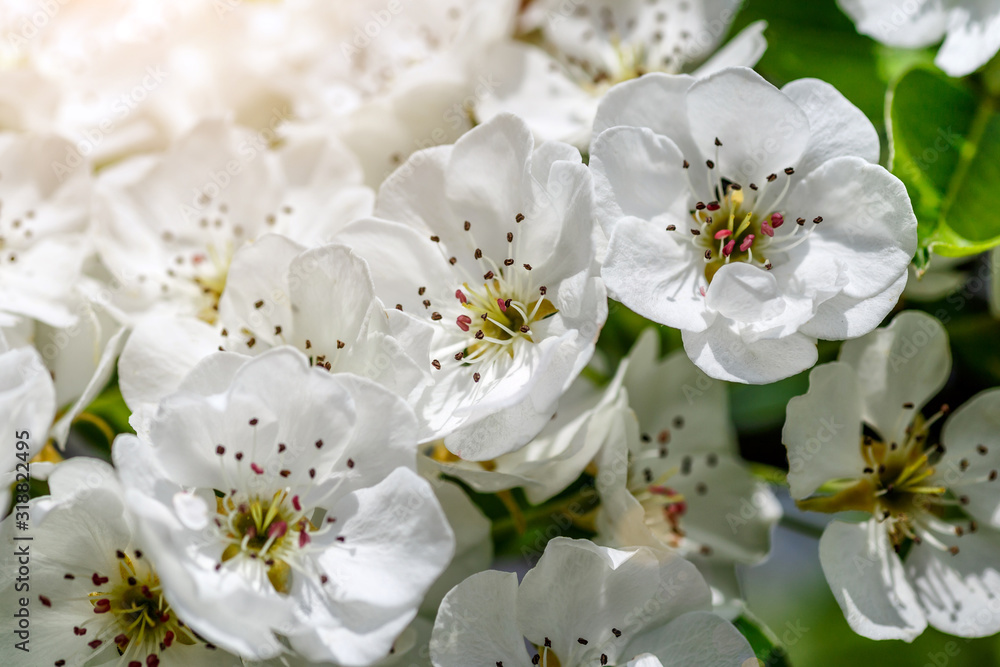 Beautiful pear tree branch with sun. the seed-bearing part of a plant, consisting of reproductive organs (stamens and carpels) Beautiful pear tree branch with sun Beautiful pear tree branch with sun. the seed-bearing part of a plant, consisting of reproductive organs (stamens and carpels) Beautiful pear tree branch with sun