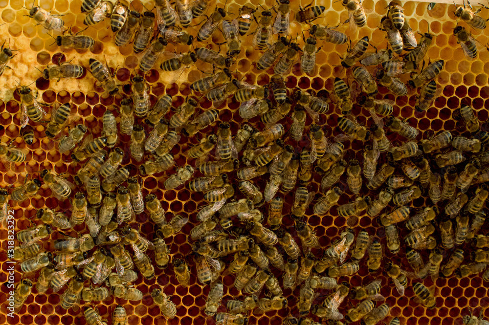 Fototapeta premium Honigbienen