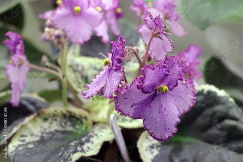 Beautiful Saintpaulia or Uzumbar violet. Pink indoor flowers close-up. Natural floral background. photo