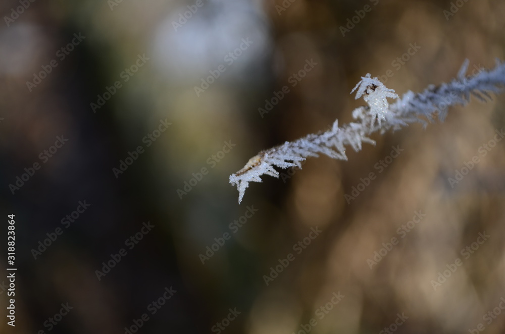 Fototapeta premium Branch covered in ice cold white frost in the winter. first frosts, cold weather, frozen water, frost