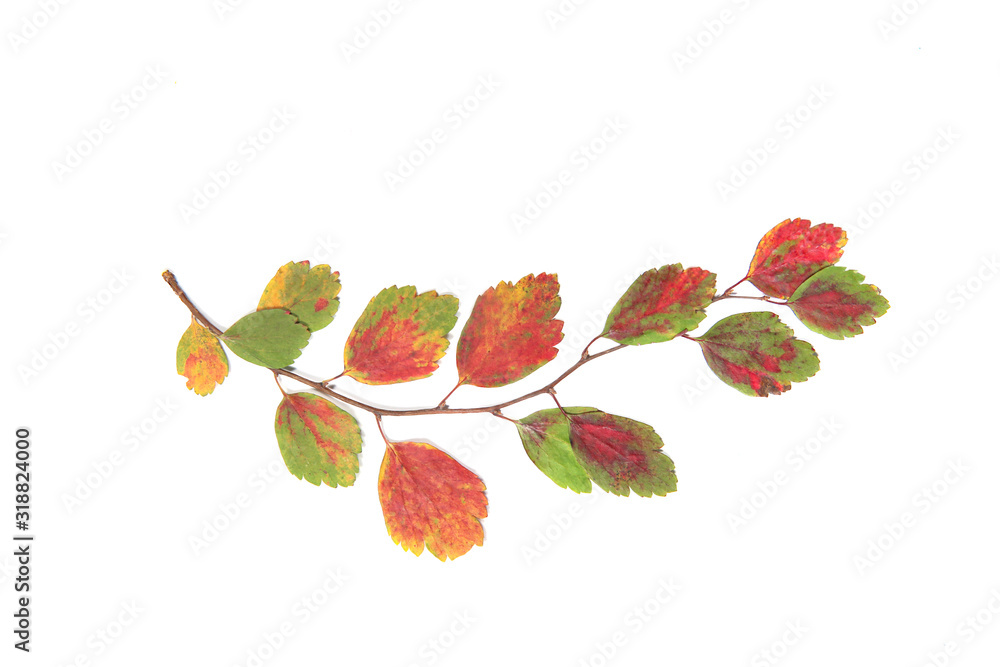 Twig with colorful dried leaves isolated on white background. Herbarium of pressed autumn branch with dried leaves..