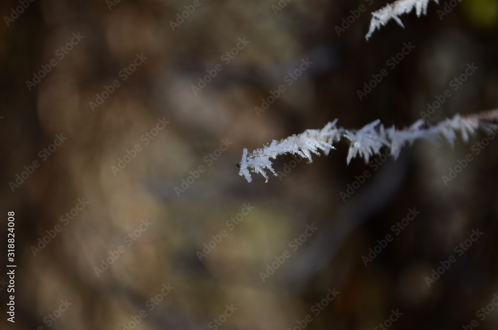 Obraz premium Branch covered in ice cold white frost in the winter. first frosts, cold weather, frozen water, frost