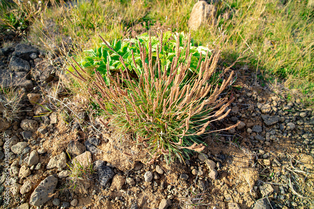 Island grass Island grass