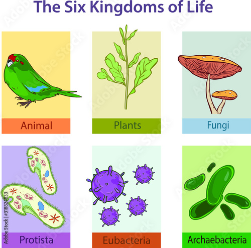 Domain and Kingdoms of Organisms classification chart infographic diagram including bacteria archaea eukarya protistis fungi plants and animals for biology science education