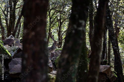 A deer in the donnortei park  fonni  sardinia  italy