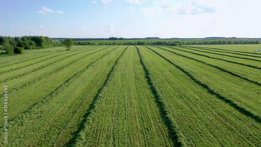 Agricultural Field With Mown Grass And Hay Rolls Wrapped In Package For Haylage Agricultural Field With Mown Grass And Hay Rolls Wrapped In Package For Haylage