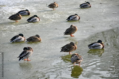 Wild ducks on the ice of the lake in winter time