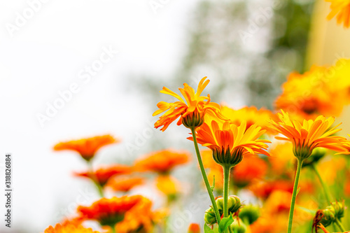 Garden orange flowers - calendula (marigold).Summer landscape with blooming flowers. Homeopathic plant, medicine herb. Blurred background