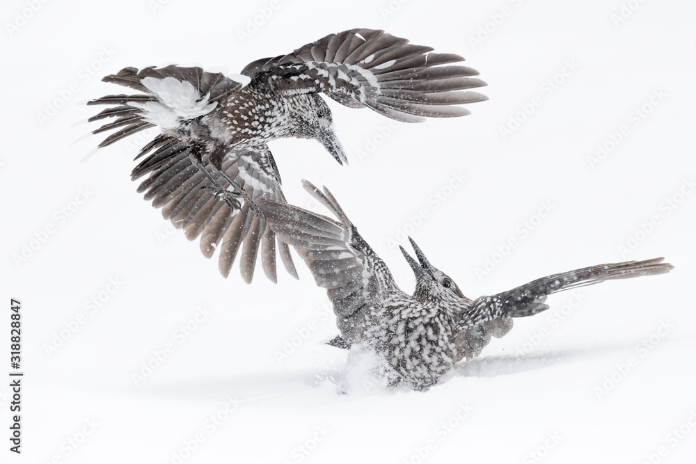Fototapeta premium The danger comes from above, combat between nutcrtacker (Nucifraga caryocatactes)