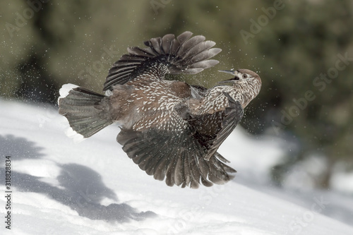 Combat in high mountain, struggle between Spotted nutcracker (Nucifraga caryocatactes) photo