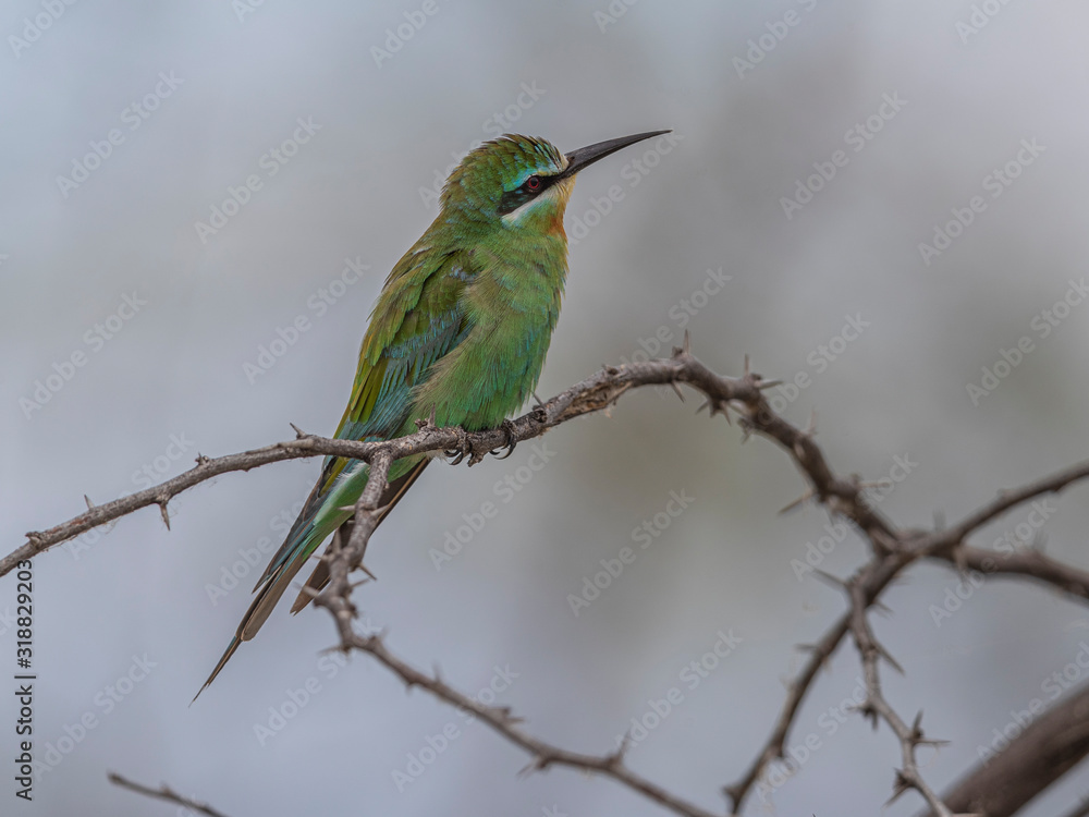 Fototapeta premium This beautiful kingfisher had a short brake between her hunting attempts. Lake Baringo, Kenya.