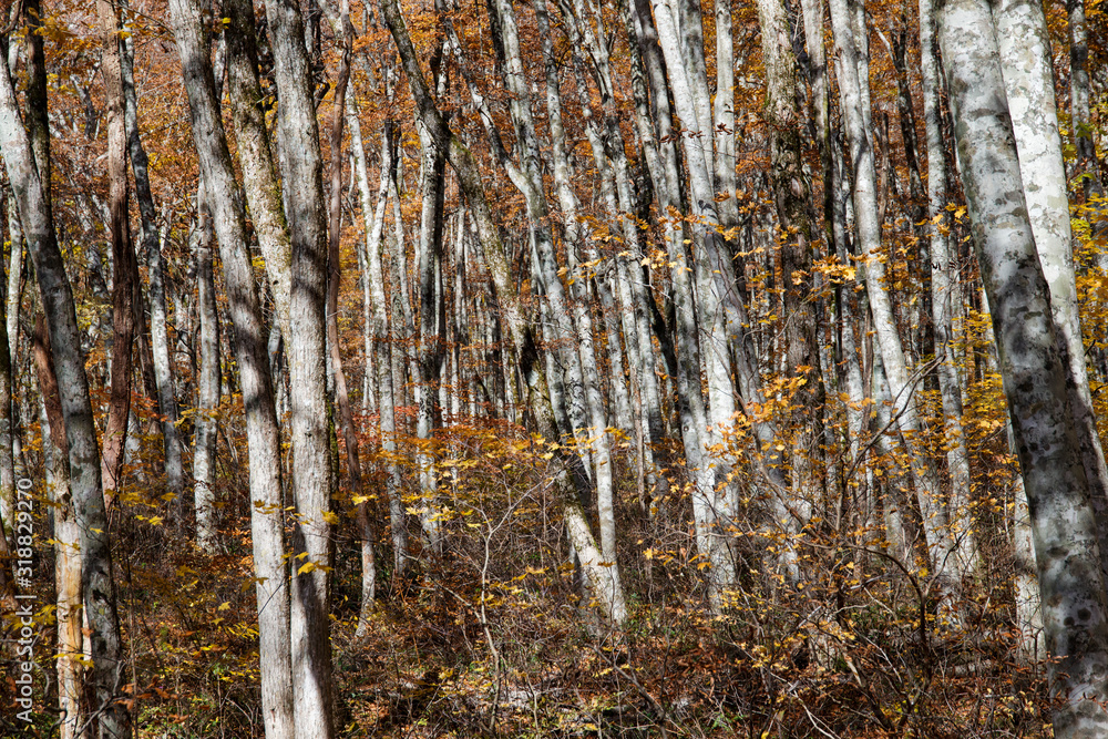 Obraz premium 美しいブナ林 (大山/鳥取県)