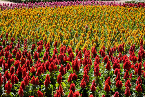 field of red and yellow Plumed Cockscomb flowers